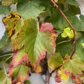 Testpaket "An alle Geschmäcker gedacht"